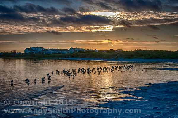 Shorebirds at Sunrise in Brigantine Bay